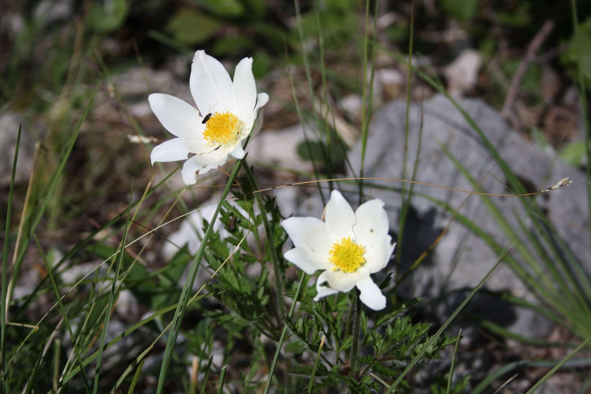 Imagem de Pulsatilla alpina subsp. austroalpina D. M. Moser