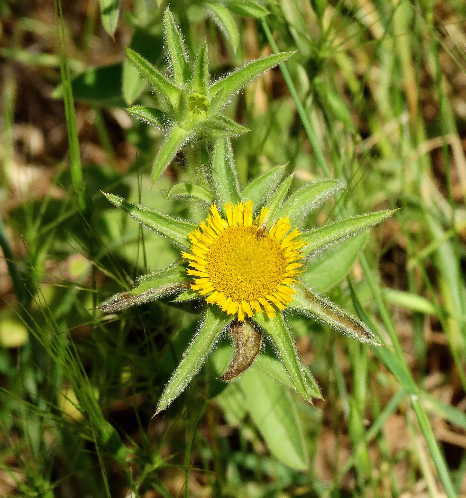 Image of estrella de mar