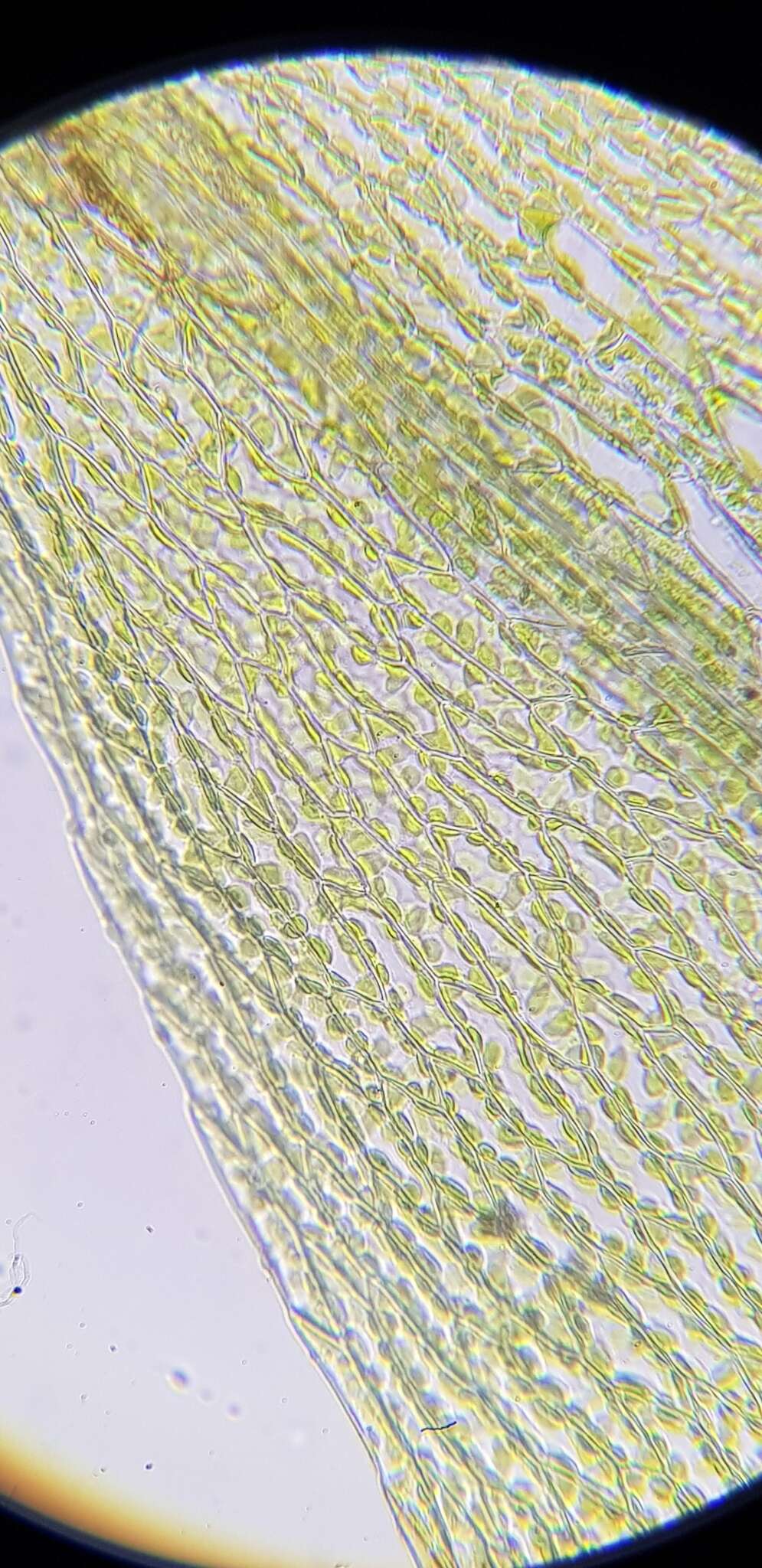 Слика од Bryum gemmiferum R. Wilczek & Demaret 1976