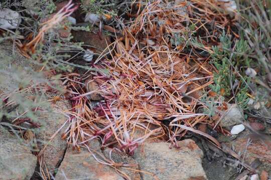 Image of Protea sulphurea Phillips