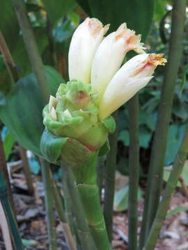 Image of Costus claviger Benoist