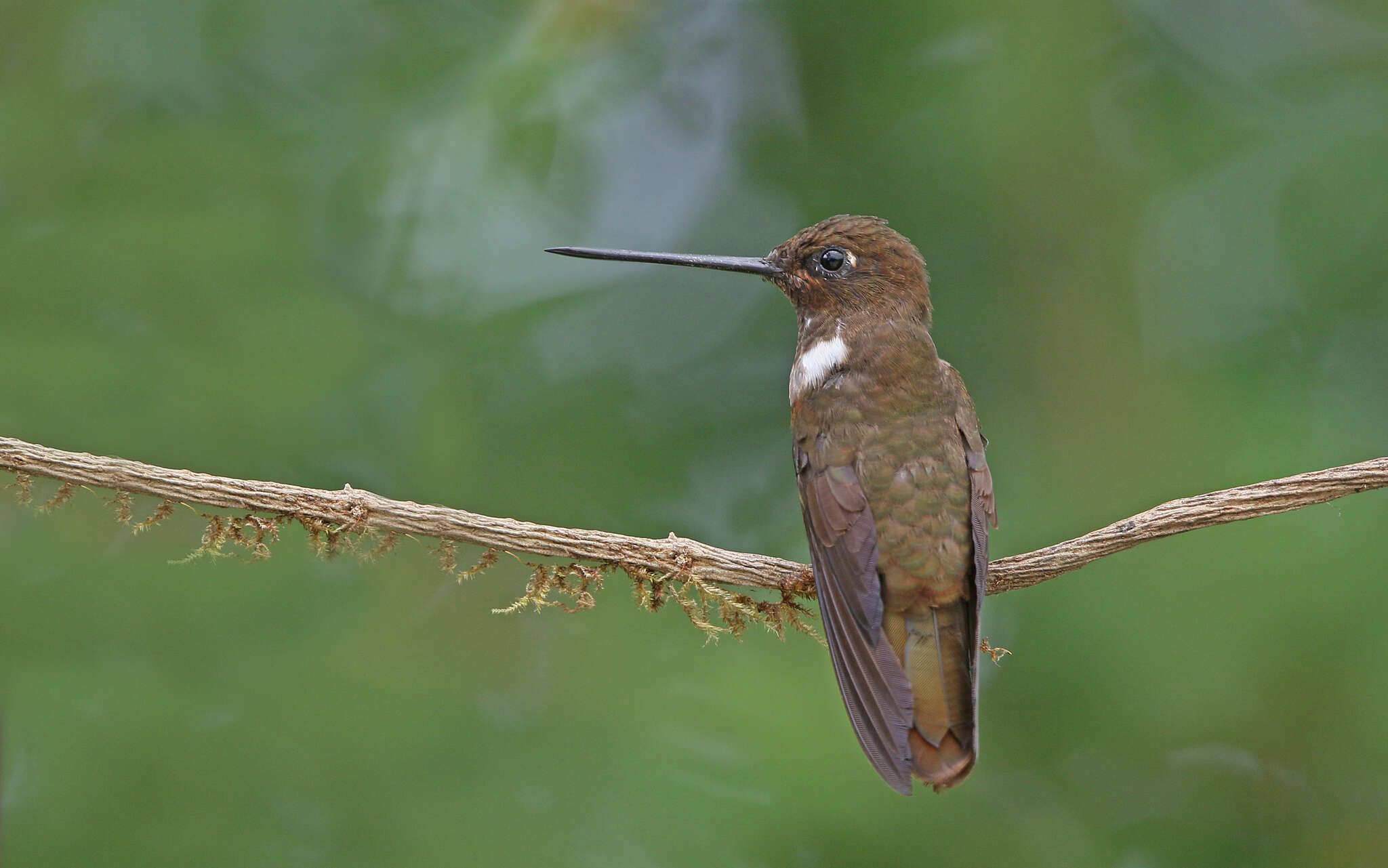 Image of Brown Inca