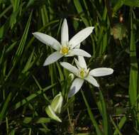 Image of Ornithogalum divergens Boreau