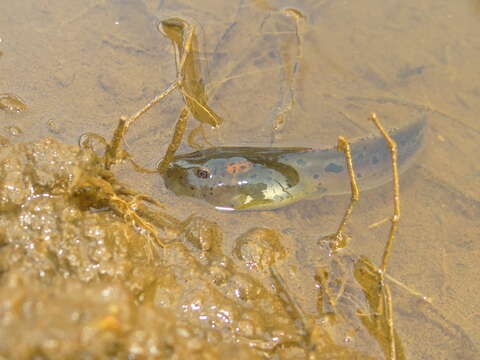 Image of Bicolored frog