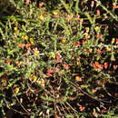 Image of Aspalathus tenuissima R. Dahlgren