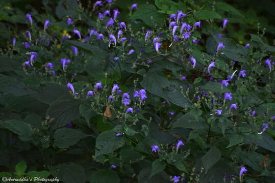 <i>Strobilanthes pentastemonoides</i> (Nees) T. Anderson resmi