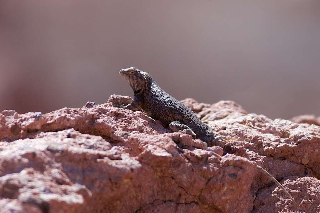 Image of Hunsaker's Spiny Lizard