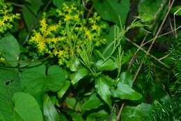 Image of Arabis stelleri DC.