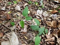 Image of Dalechampia schottii Greenm.