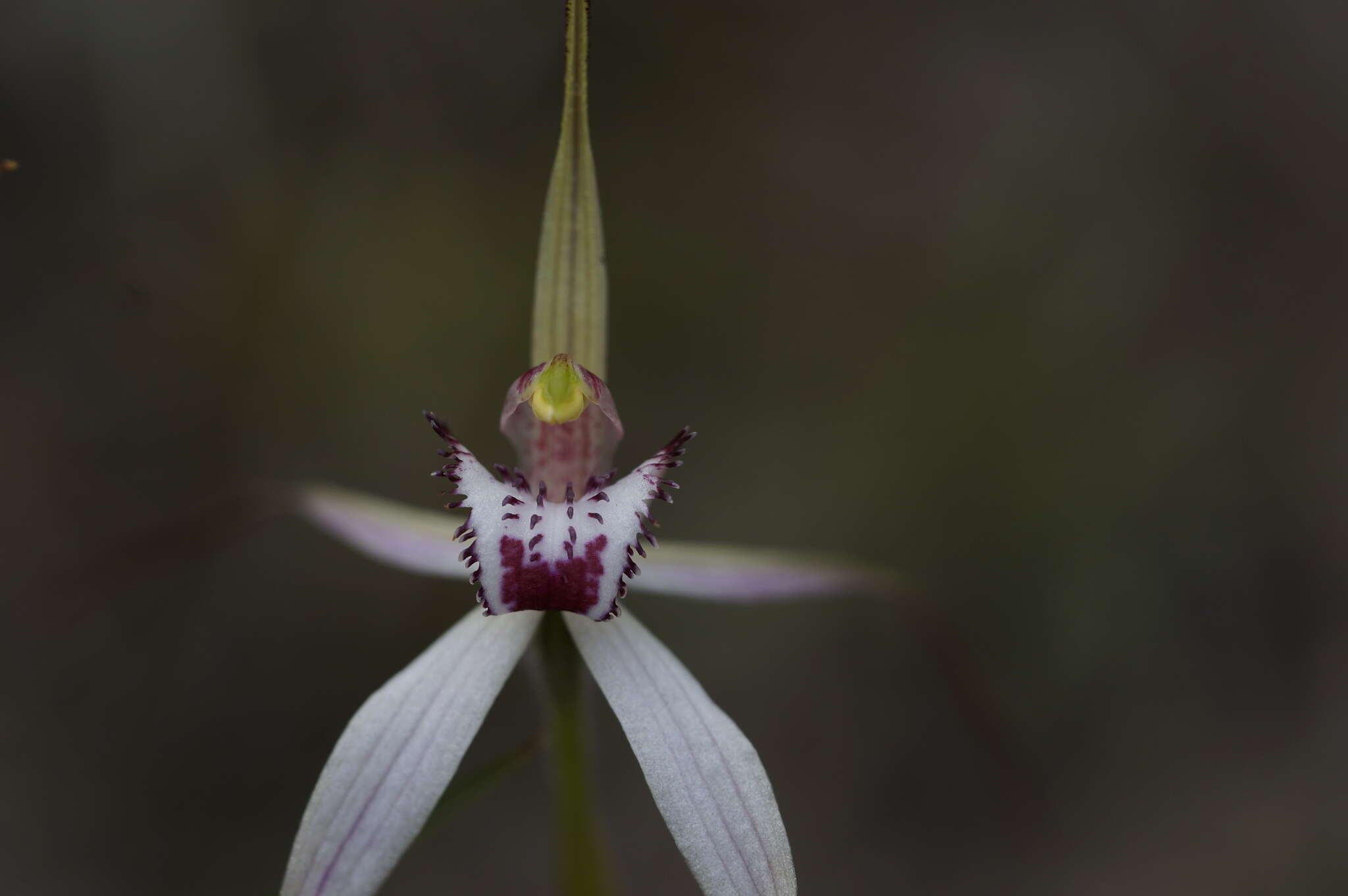 Imagem de Caladenia saggicola D. L. Jones