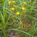 Image de Hypericum kamtschaticum Ledeb.