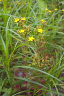 Image de Hypericum kamtschaticum Ledeb.