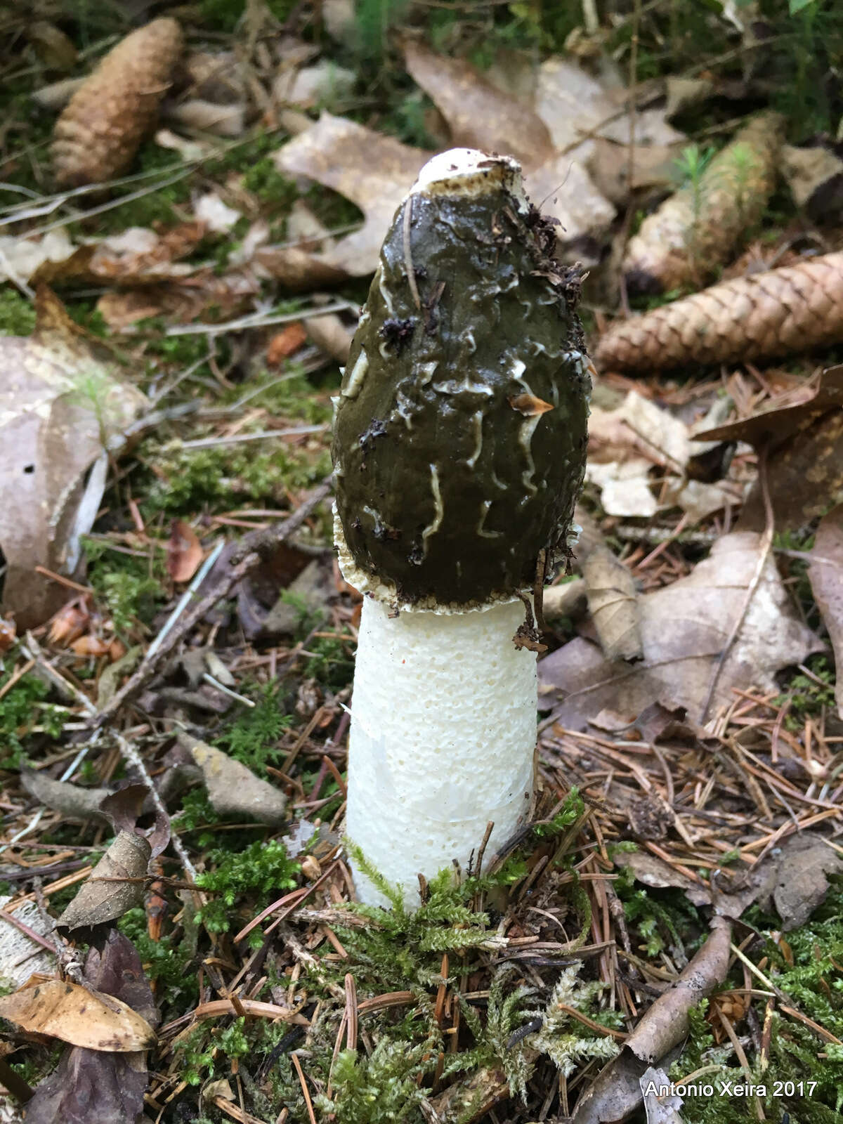 Image of Stinkhorn