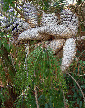 Image of Jelecote Pine