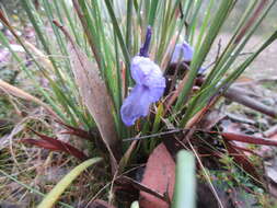 Image of Patersonia fragilis (Labill.) Asch. & Graebn.