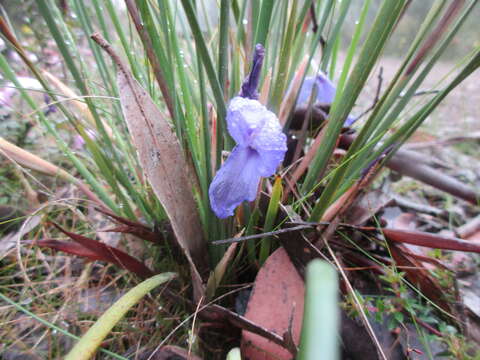 Image of Patersonia fragilis (Labill.) Asch. & Graebn.