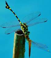 Image of Ictinogomphus pertinax (Hagen ex Selys 1854)