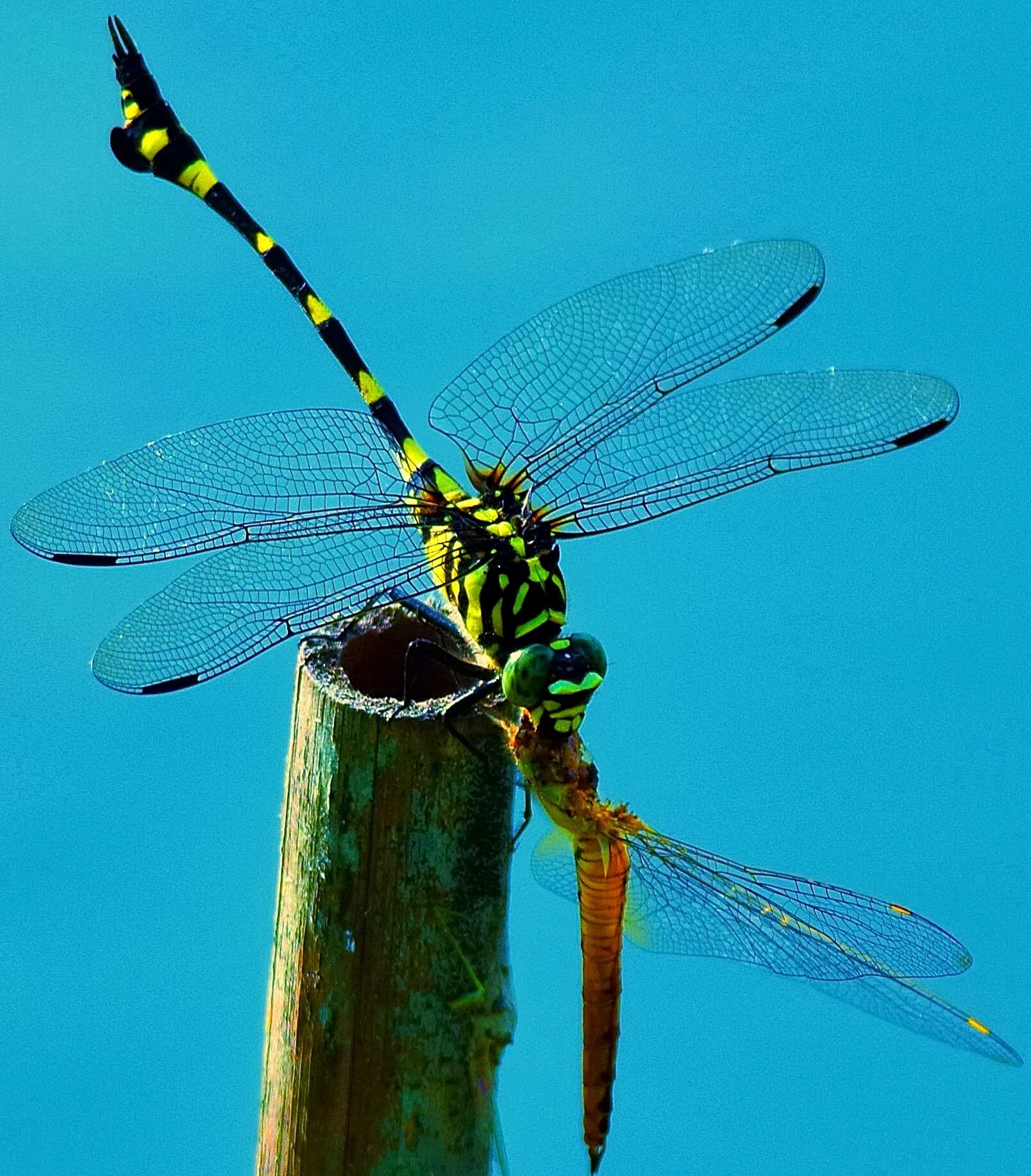 Image of Ictinogomphus pertinax (Hagen ex Selys 1854)