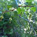 Image of hillside gooseberry