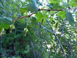 Image of hillside gooseberry