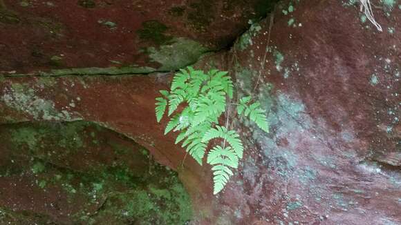 Image of Asian oakfern