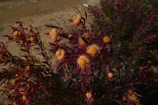 Image of Leucadendron glaberrimum subsp. erubescens I. J. M. Williams