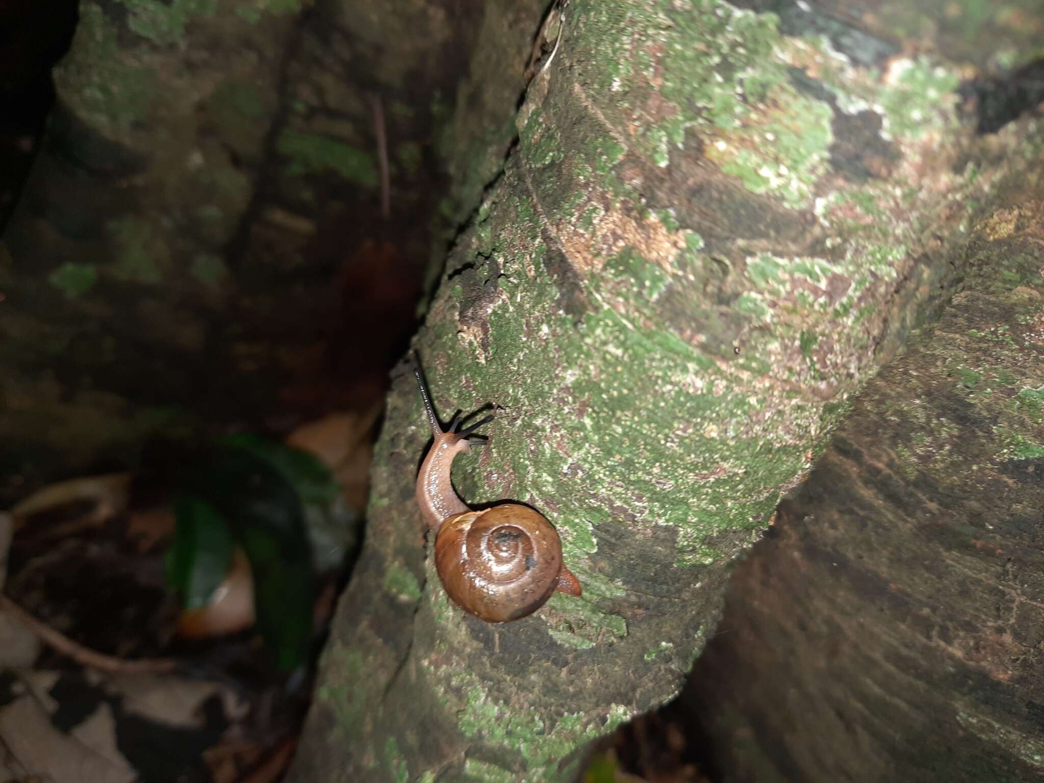 صورة Terrycarlessia bullacea (Reeve 1854)