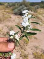 Image of phlox heliotrope