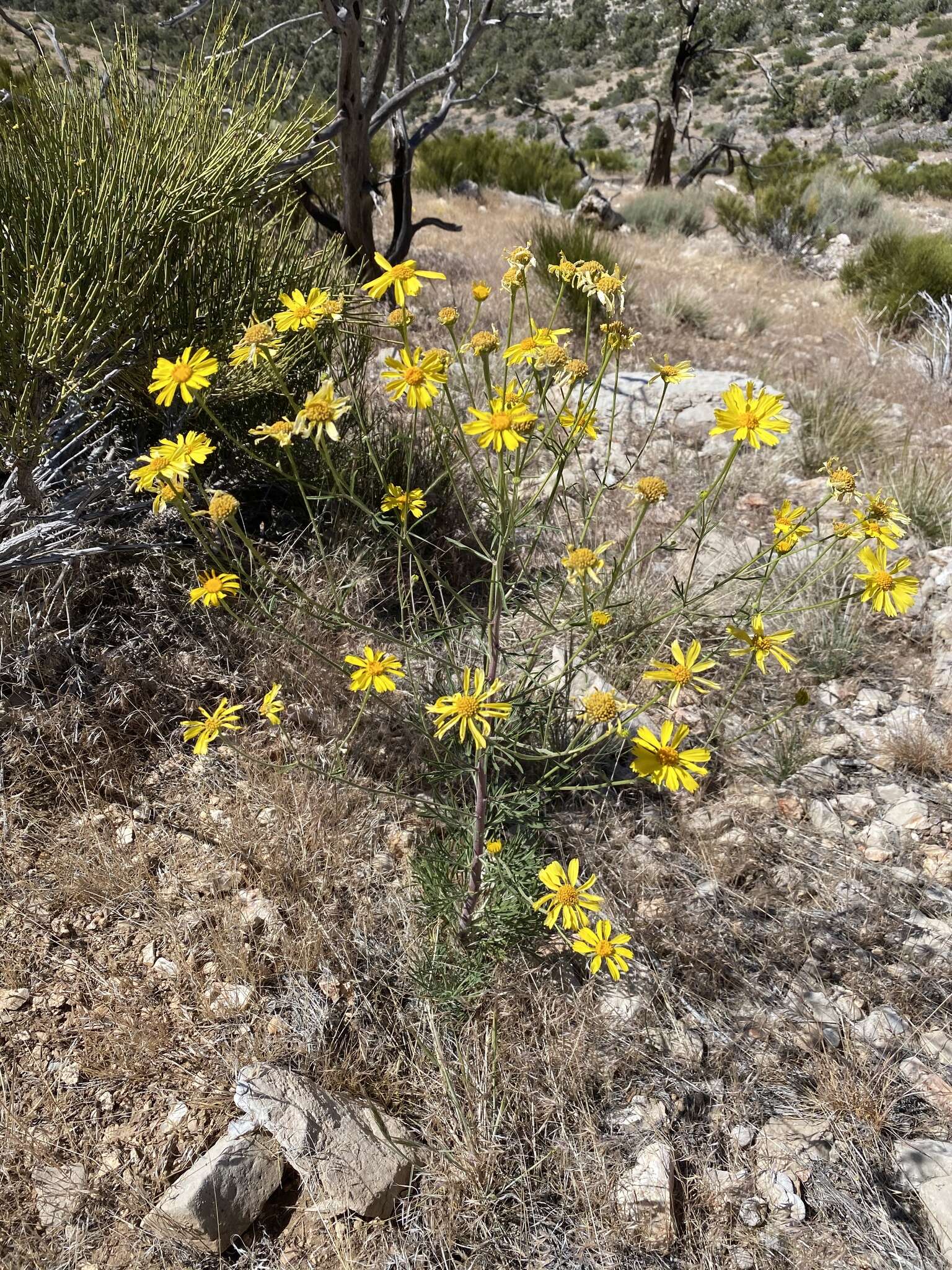 Image of Cooper's rubberweed