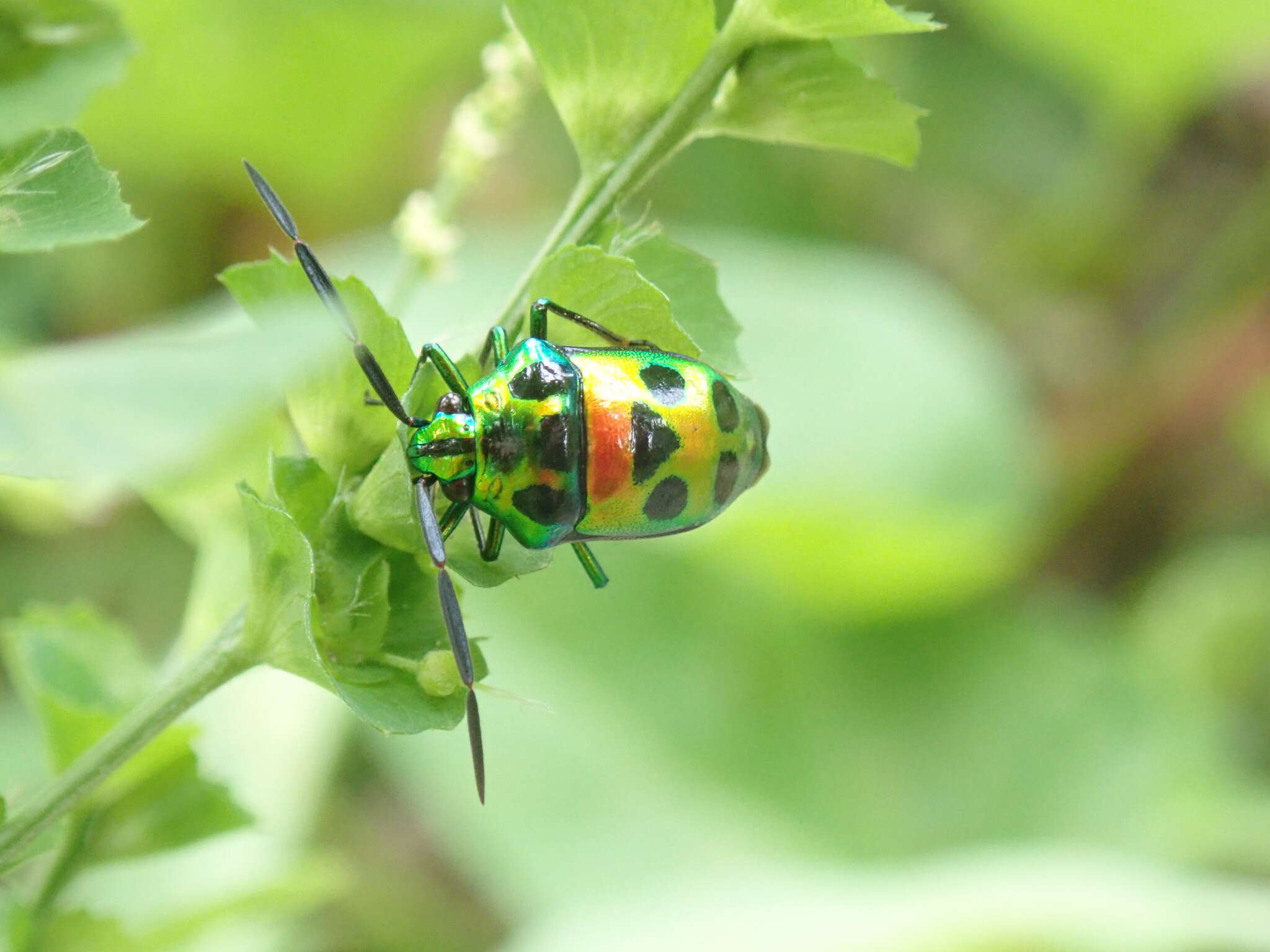 Image of Chrysocoris Hahn 1834