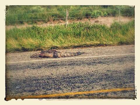 Image of alligators