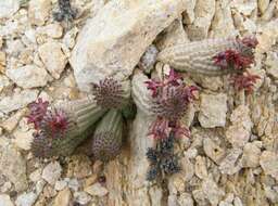 Image de Ceropegia pedicellata (Schinz) Bruyns