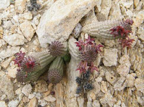 Image de Ceropegia pedicellata (Schinz) Bruyns