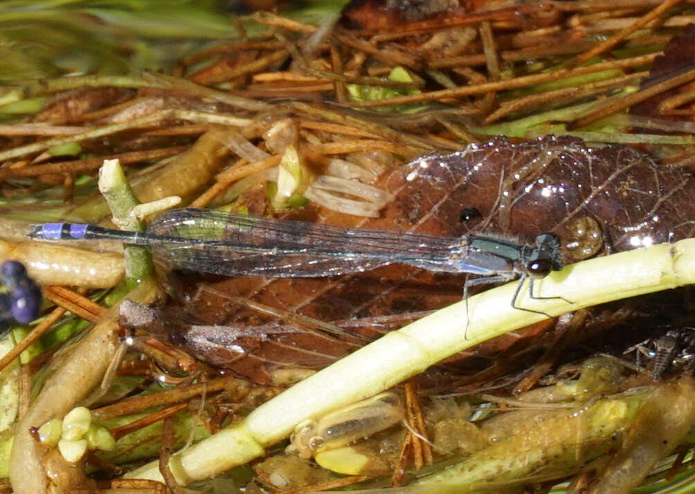 Image of Neotropical Bluet