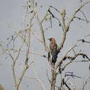 Image of Arabian Woodpecker
