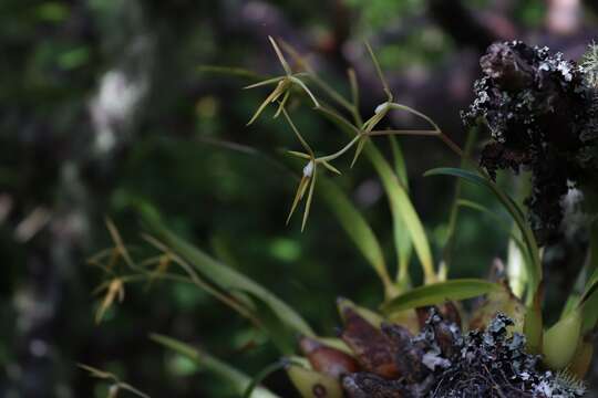 Image of Prosthechea rhynchophora (A. Rich. & Galeotti) W. E. Higgins