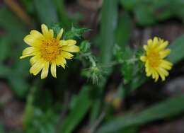 Image of Berkheya erysithales (DC.) Roessler