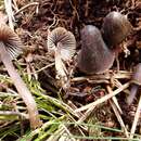 Image of Mycena silvae-nigrae Maas Geest. & Schwöbel 1987