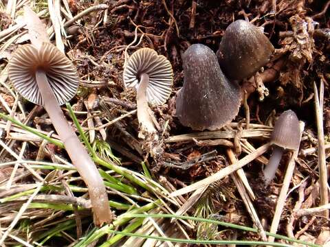 Mycena silvae-nigrae Maas Geest. & Schwöbel 1987 resmi