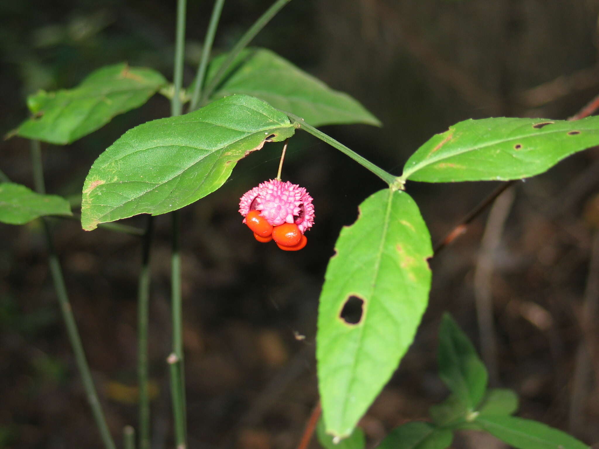 Euonymus americanus L. resmi