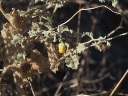 Image of Hermannia minutiflora Engl.