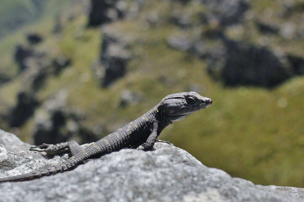 Image of False girdled lizards