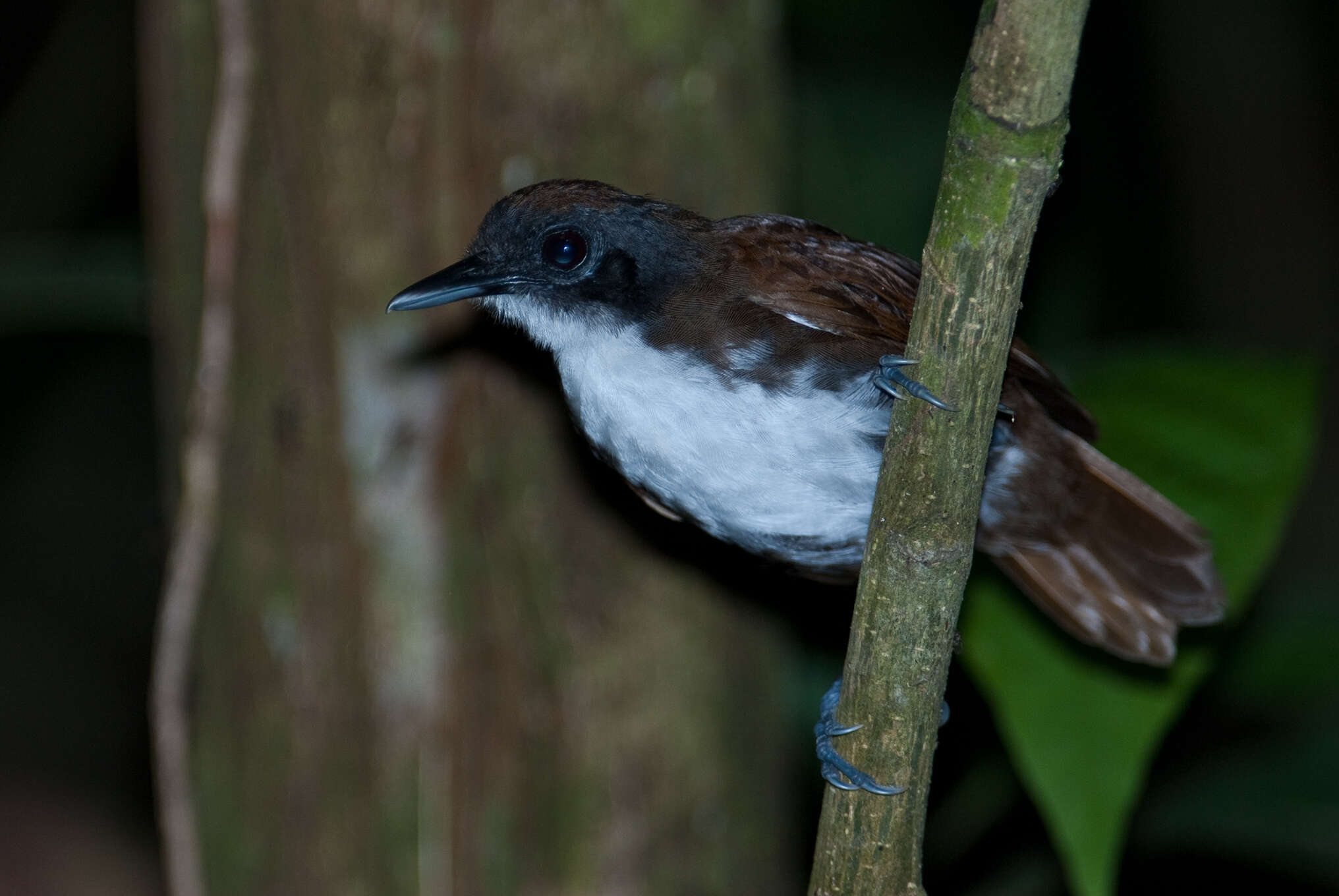 Image of Bicolored Antbird