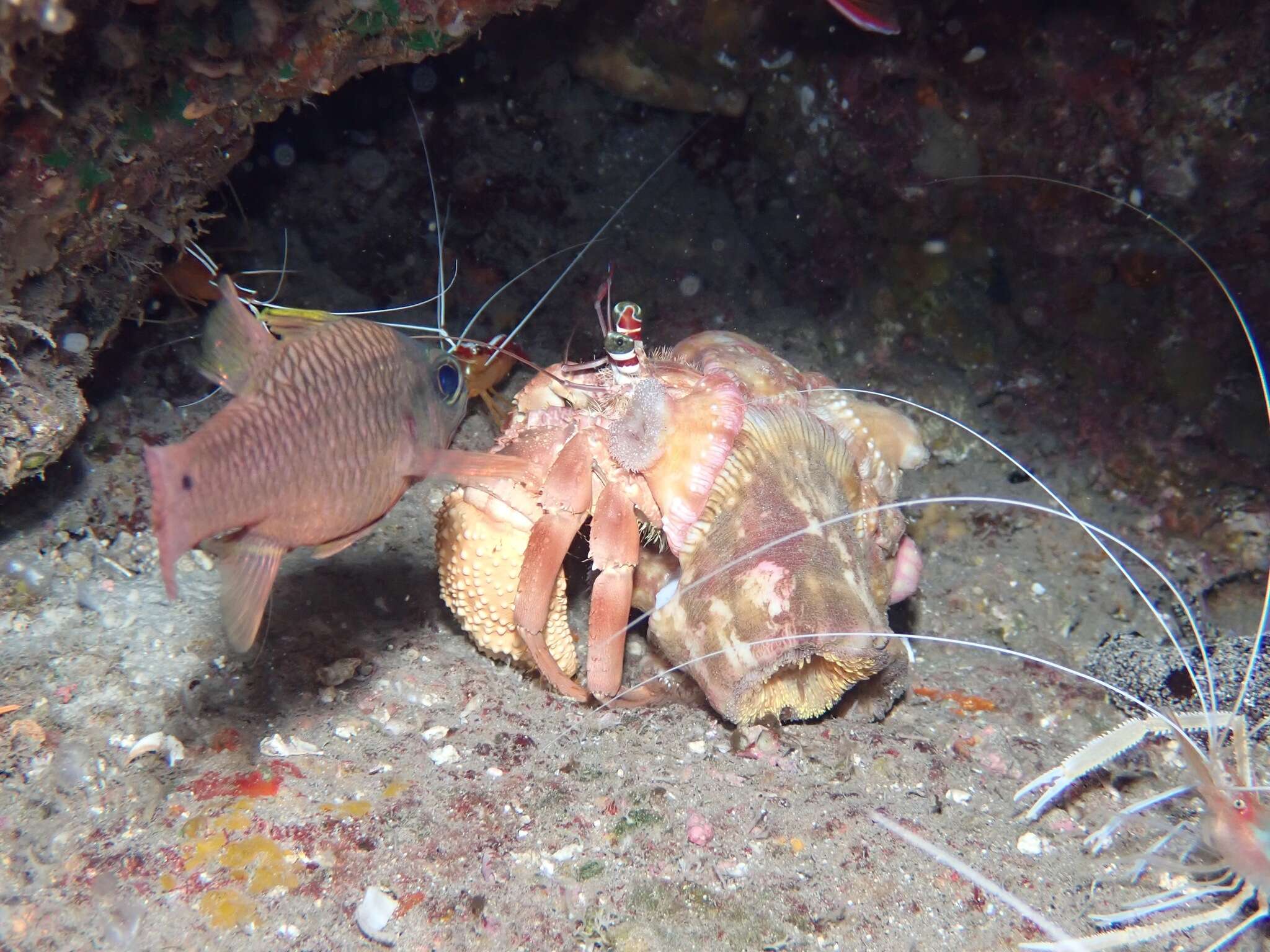 Image of jeweled anemone hermit