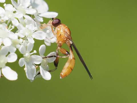 Image of Sphegina sibirica Stackelberg 1953