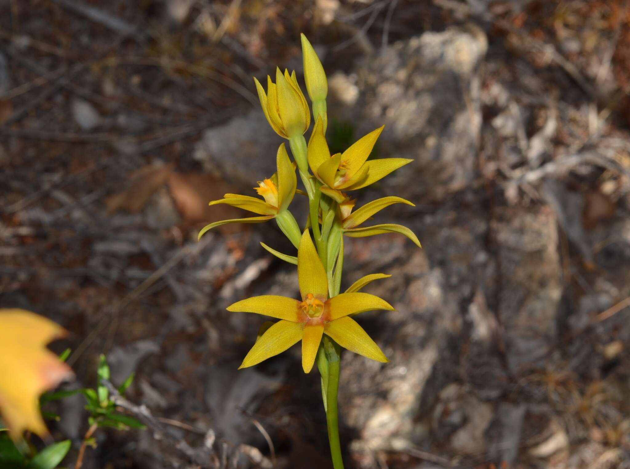 Image of Cinnamon sun orchid