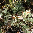 Image of Lotononis gracilifolia B.-E. van Wyk