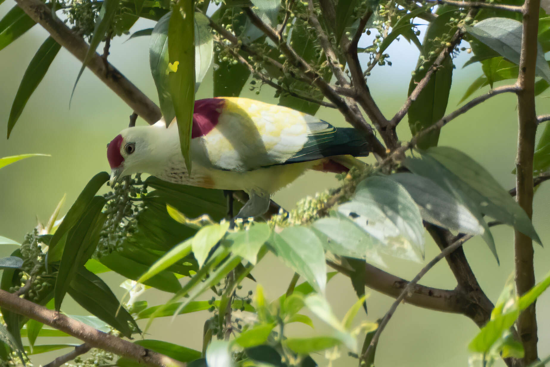 Image of Many-colored Fruit Dove