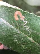 Image of Stigmella heteromelis Newton & Wilkinson 1982