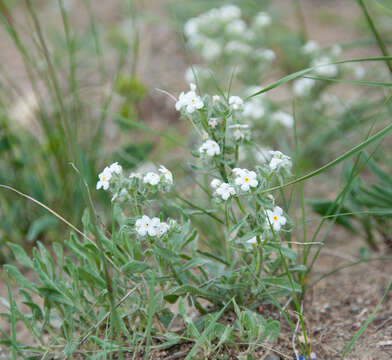 Oreocarya celosioides Eastw. resmi